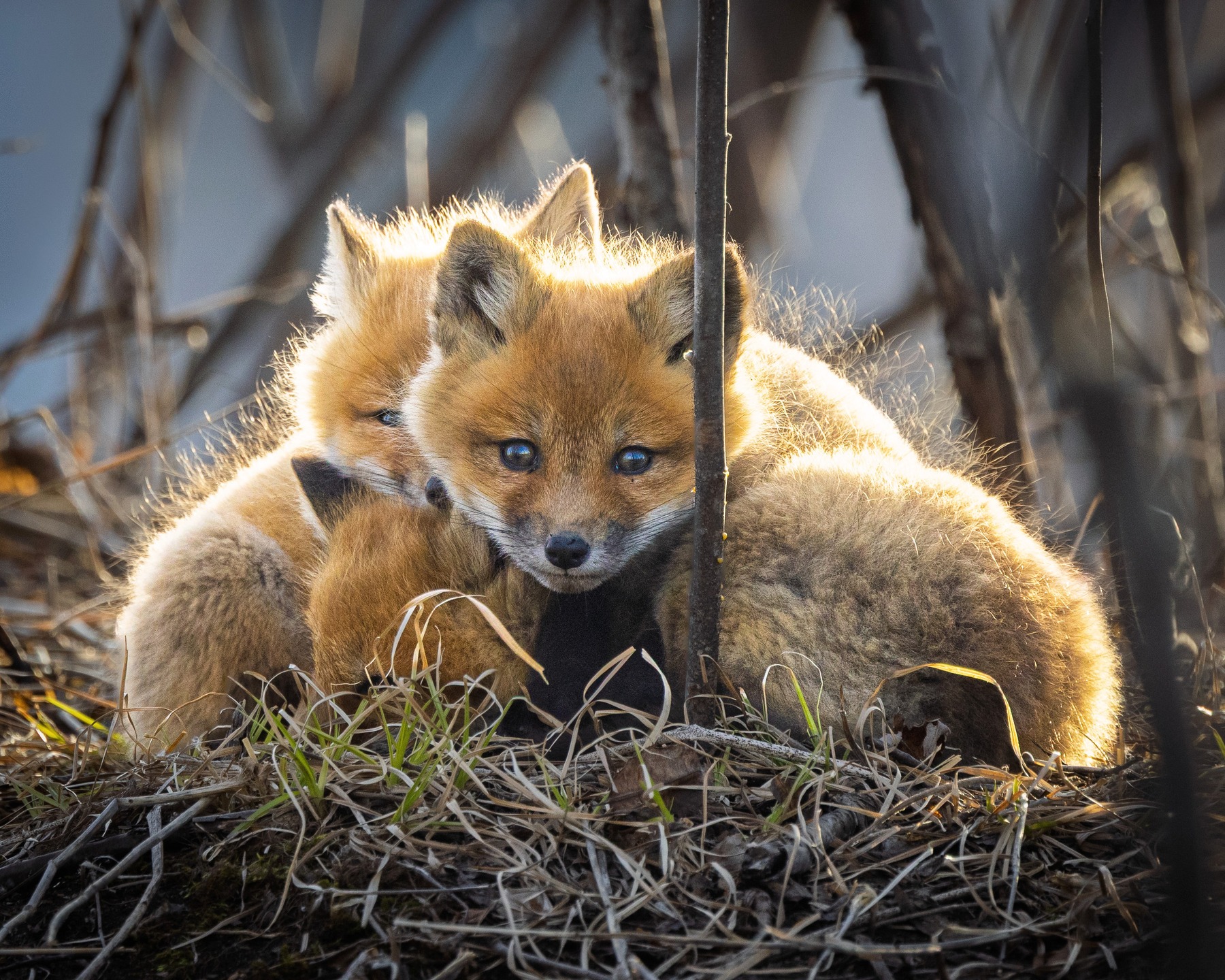 A stack of kits or baby foxes. #fox #kit #ottawa #ontario #foxkit #canada #rawwildlife #wildlifephotography #yourshotphotographer