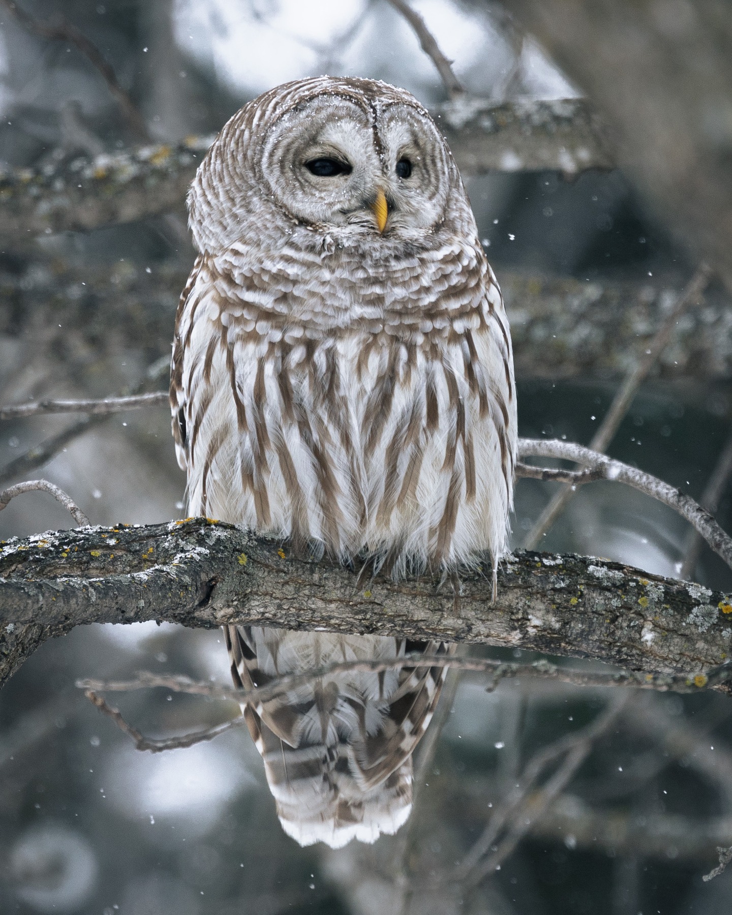 Since it was only -15 I decided to go look for owls today. Within 5 seconds of getting to the trail I raised my camera to check my exposure and there was an owl in frame. So here is the barred owl in the lightly falling snow. #barredowl #owl #raw_birds #bird #naturephotography #ottawa #ontario #canada