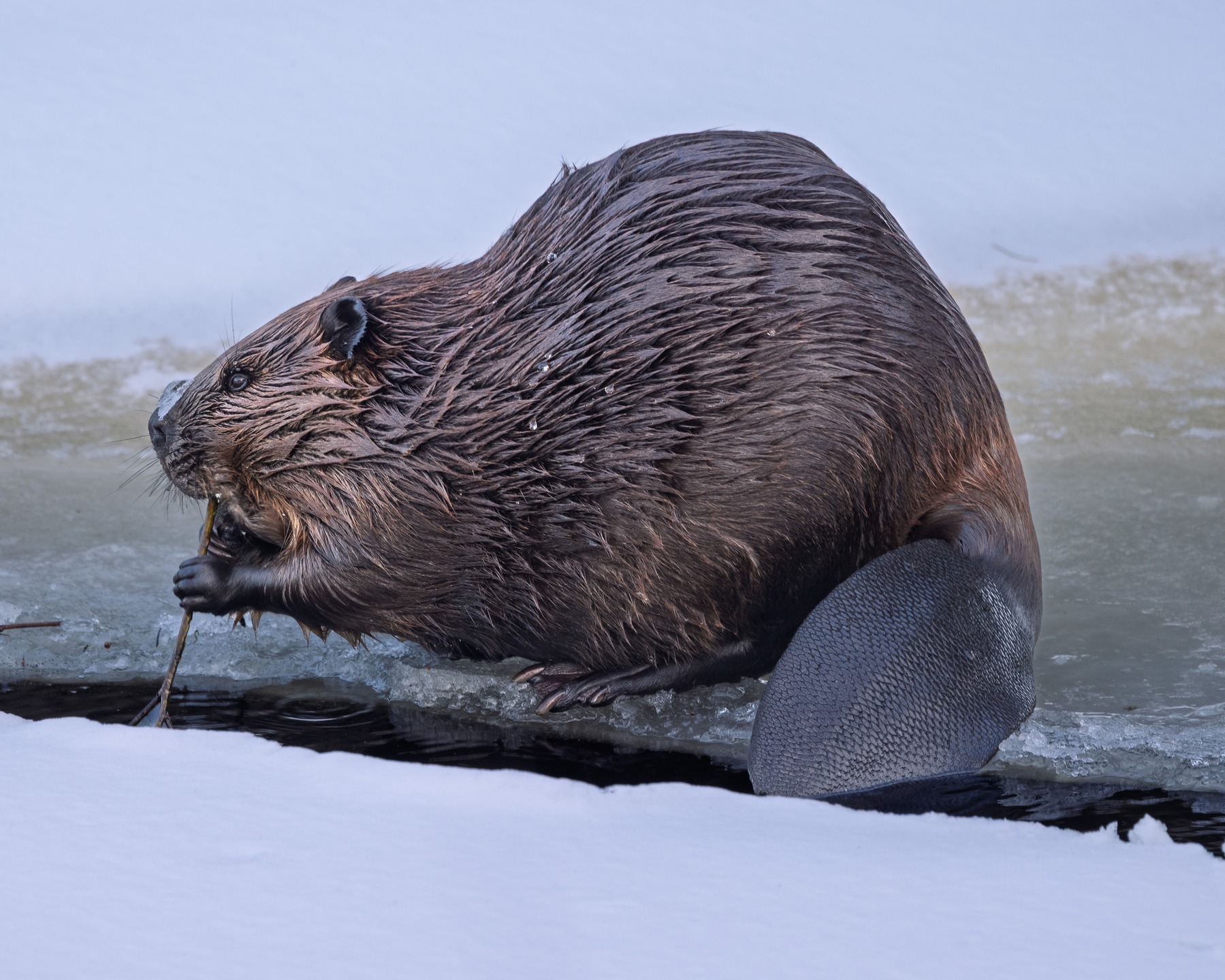 The famous snowy-nosed beavers of Canada. Two of these brave beavers were swimming through this frigid stream for a late afternoon snack. #beaver #canada #ontario #algonquinpark #ontario #canada #raw_wildlife