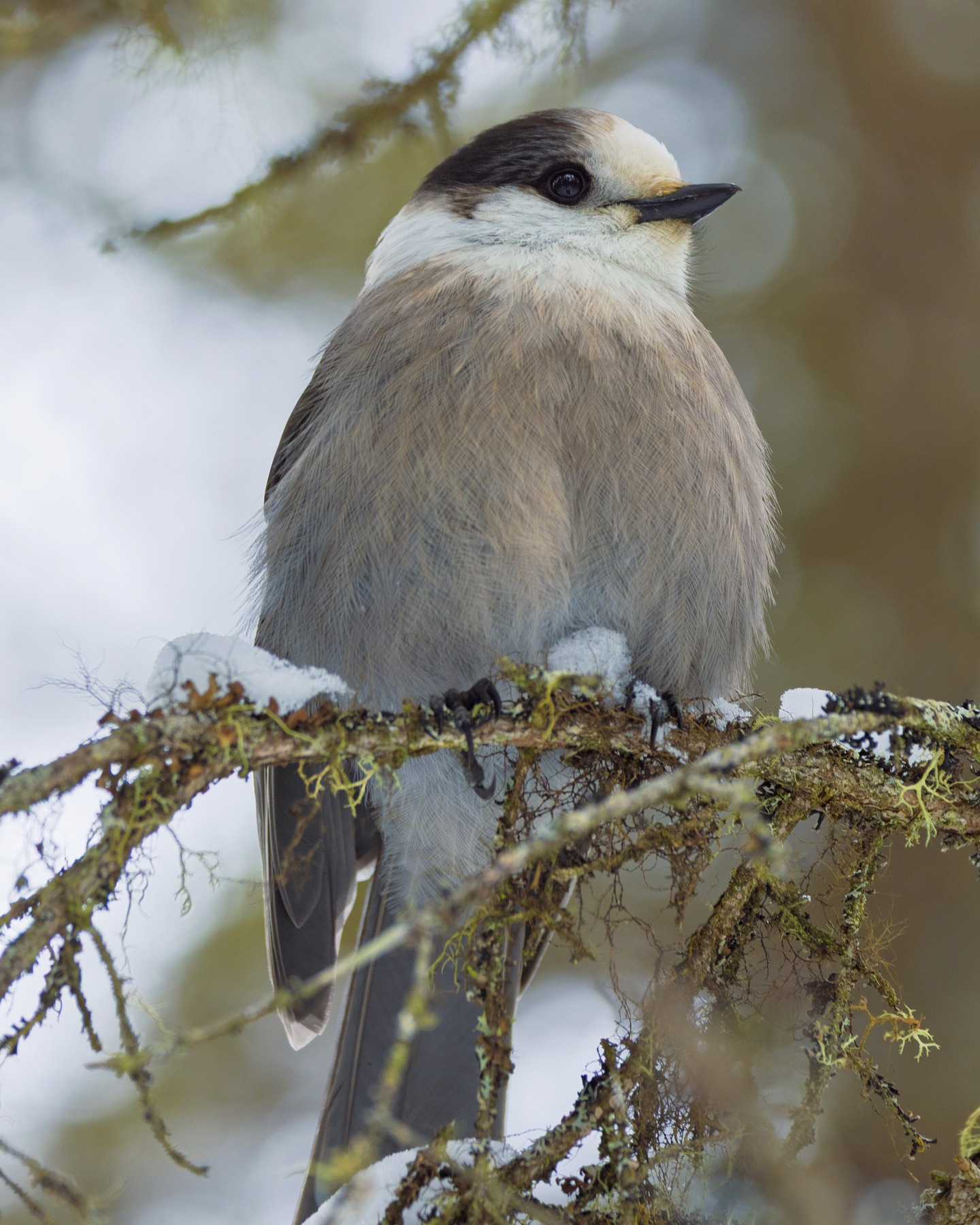 A fluffy little Gray Jay, Grey Jay, Canada Jay, Camp Robber, Moose bird, Gorby, or Whisky Jack. So many names. Also, the national bird of Canada. #greyjay @grayjay #whiskyjack # canadajay #moosebird #gorby #camprobber #birdphotography #wildlifephotography #algonquinpark #ontario #canada #raw_birds