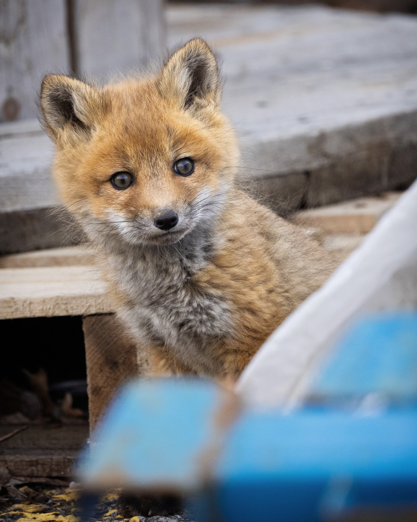 One of the fox kits out for a stroll. . #fox #kit #ottawa #ontario #foxkit #canada #rawwildlife #wildlifephotography