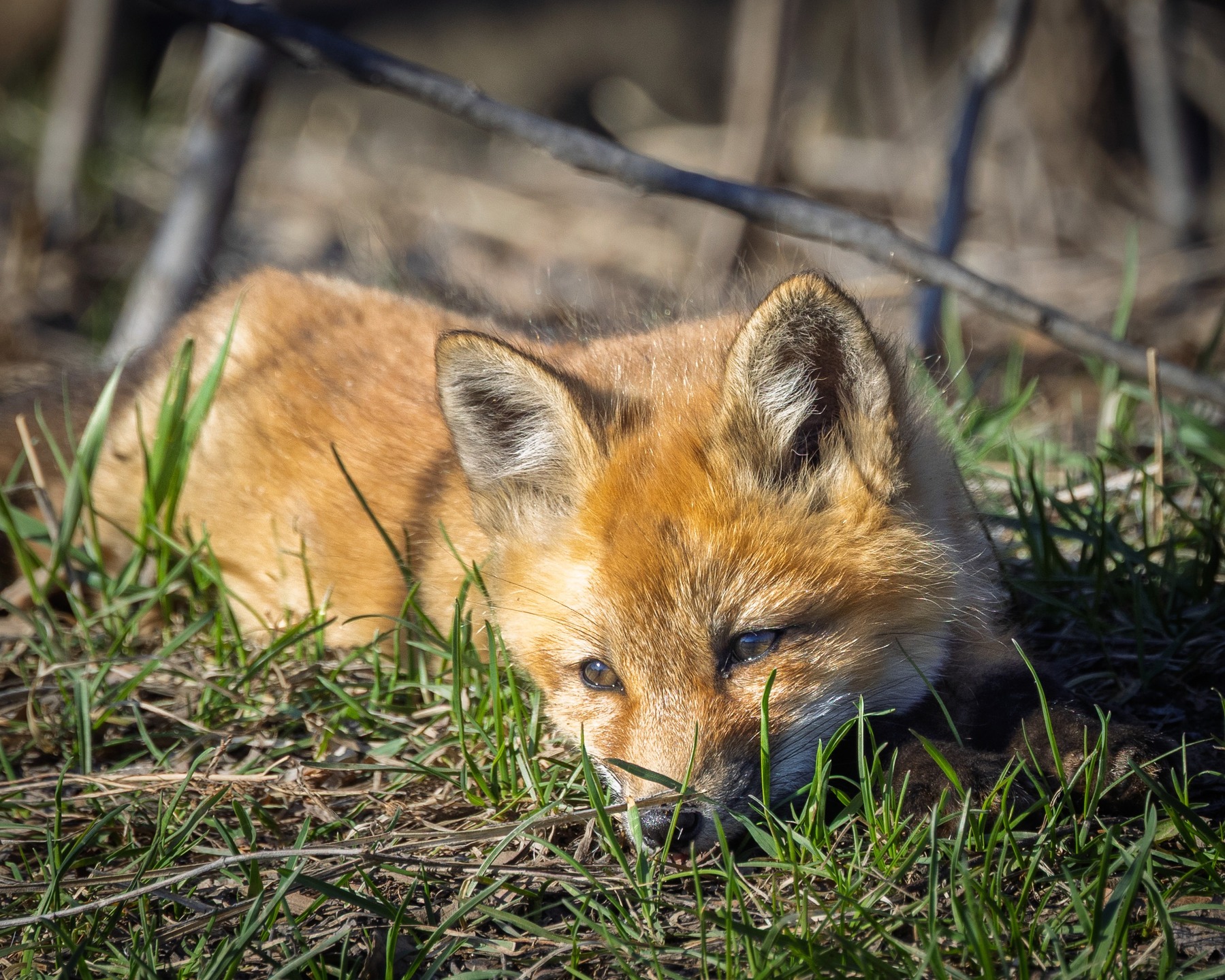 A fox kit relaxing in the newly green grass. #fox #kit #ottawa #ontario #foxkit #canada #rawwildlife #wildlifephotography #yourshotphotographer