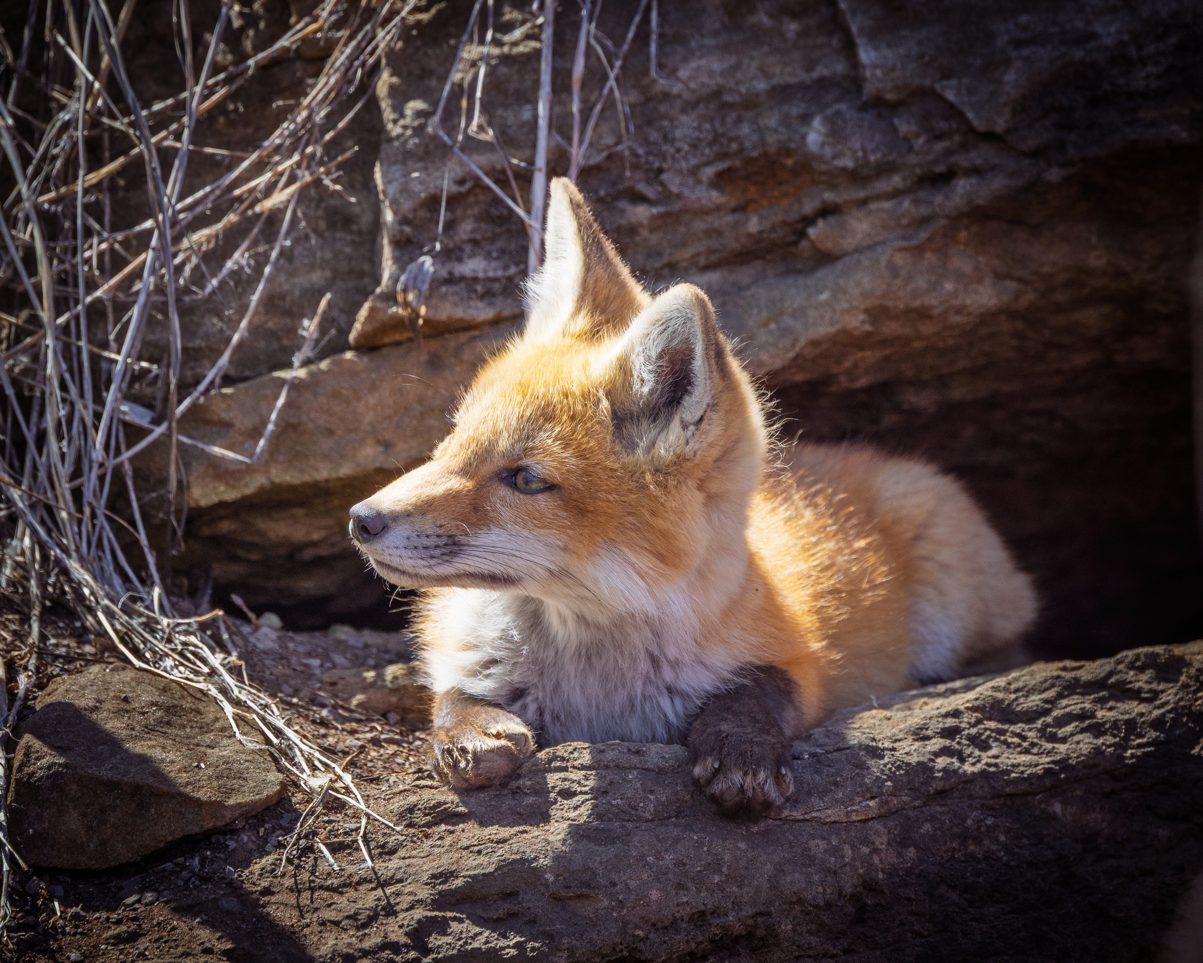 Baby fox kit relaxing on a ledge.