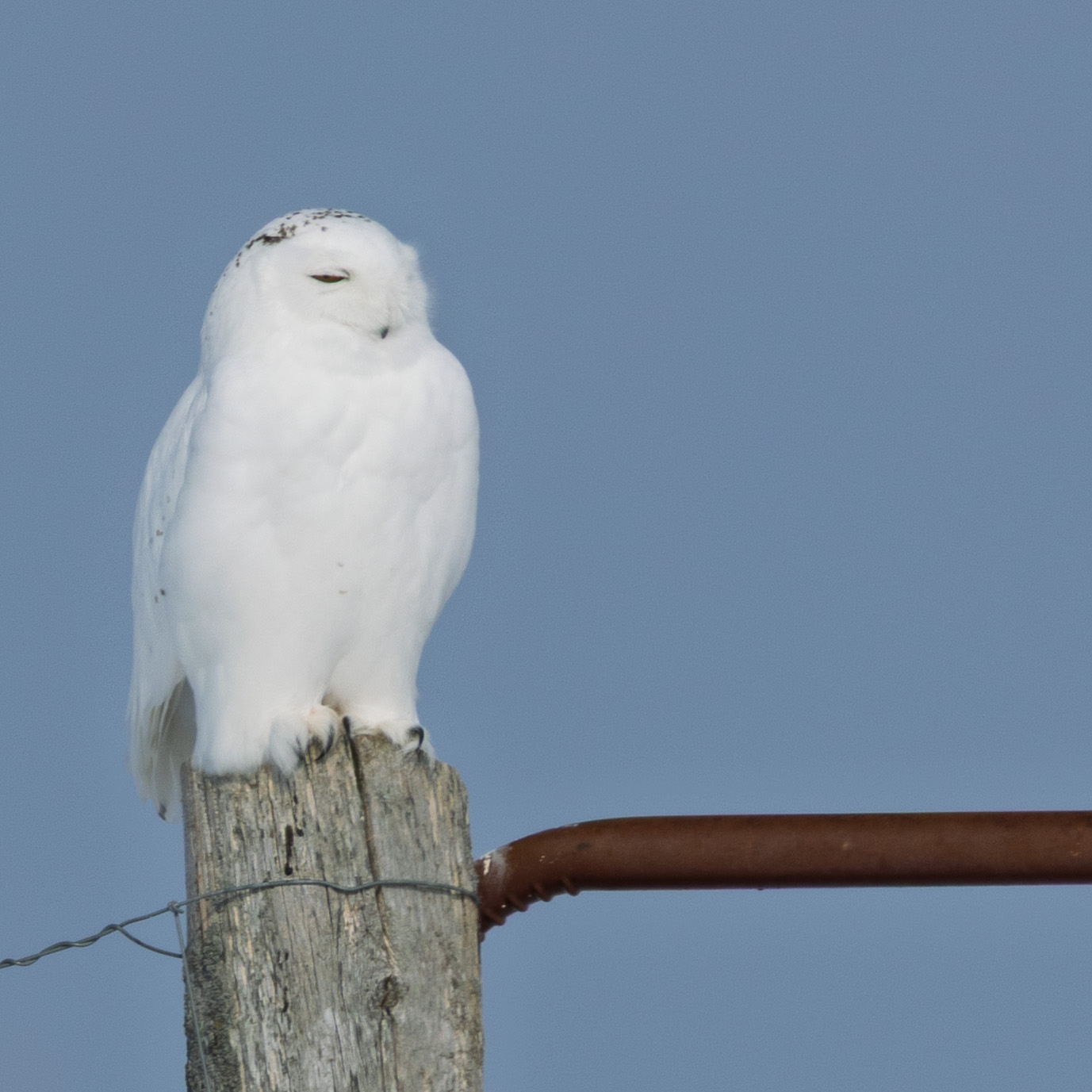 Closer shot of the snowy owl