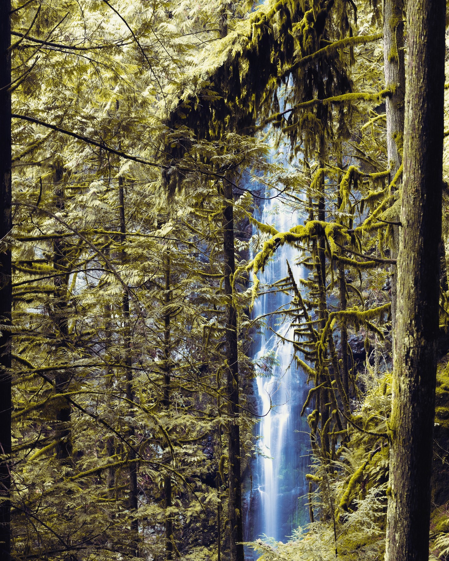Lynn Canyon Park, North Vancouver.