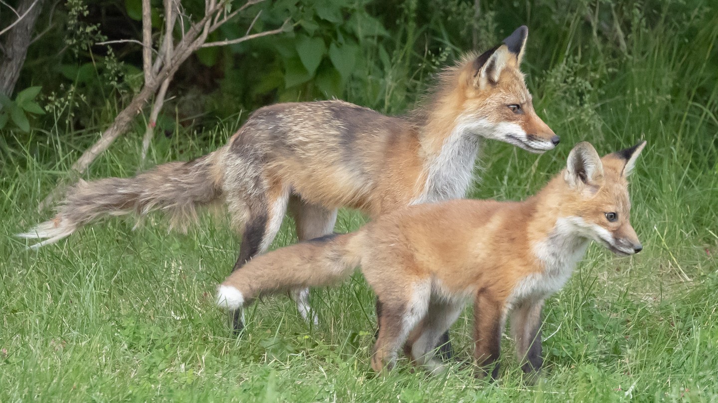 Mother fox and kit checking out the other siblings. #fox #kit #foxkit #wildlifephotography #naturephotography