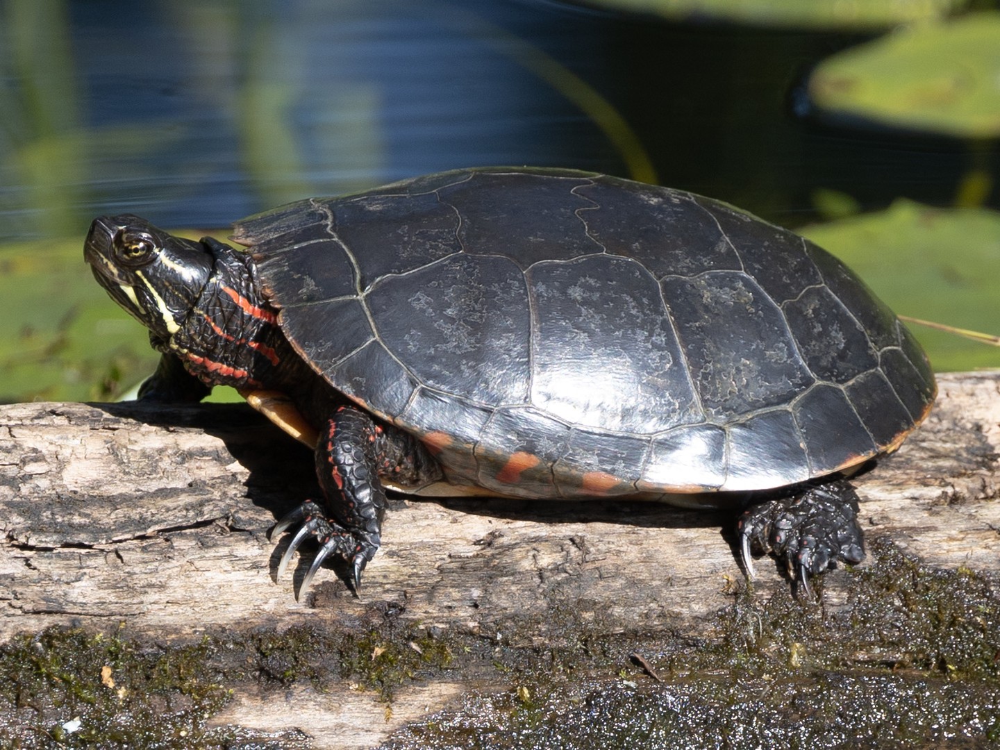 Painted turtle out on a log at mud lake. #paintedturtle #turtle #wildlifephotography #naturephotography #reptile