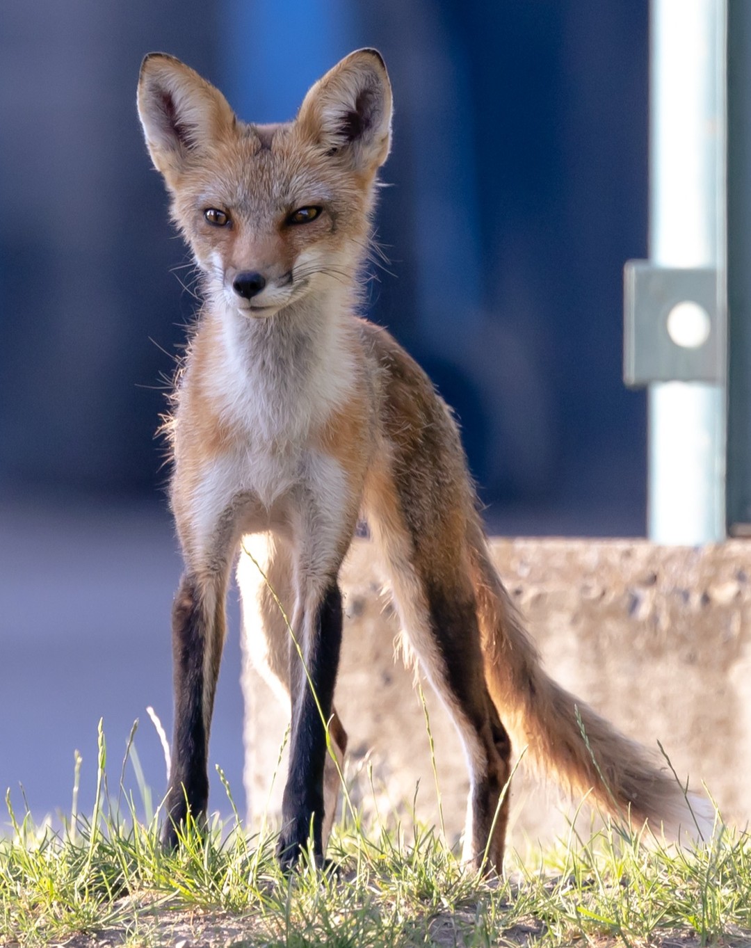 City fox on the lookout. #fox #wildlifephotography #naturephotography #foxkit #raw_wildlife